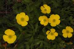 Ranunculus hirtellus